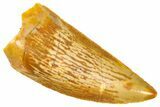 Serrated Raptor Tooth - Real Dinosaur Tooth #360986-1